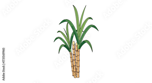 Sugar cane plant vector illustration featuring brown stalks and green leaves isolated on white