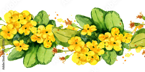 watercolor yellow bloom primrose flowers, hand drawn botanical illustration with spring evening primroses, buds, green leaves, seamless border, template, white background for event, wedding decoration