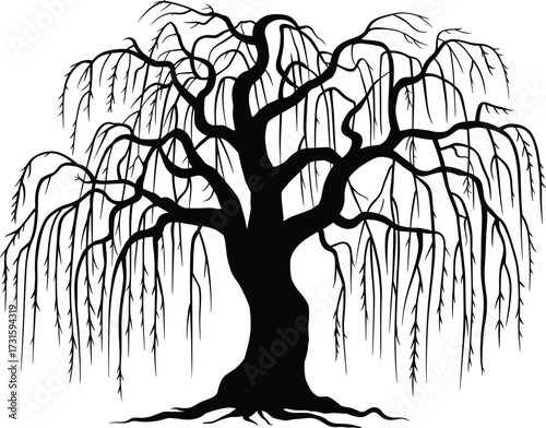 Silhouette of a large weeping willow tree with bare branches vector illustration