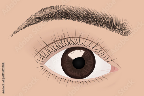 Human Eye with Eyebrow, Eyelashes, Iris, and Pupil. Vector Illustration