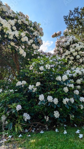 Arbre fleuri