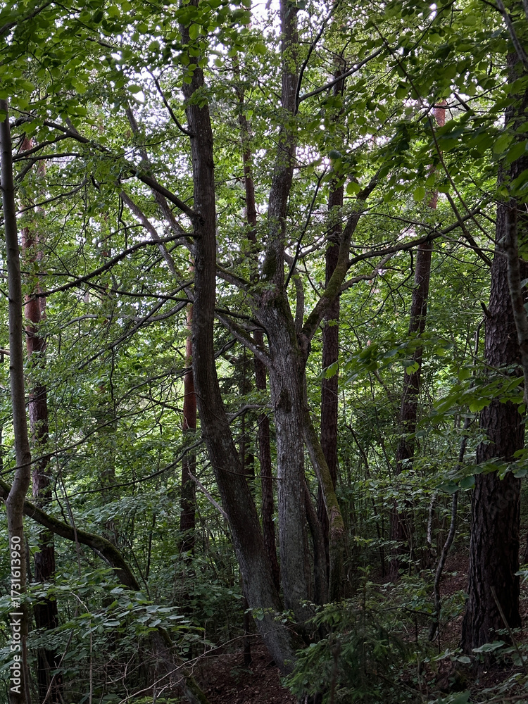 Fototapeta premium Natural landscape with scary forest trunks.