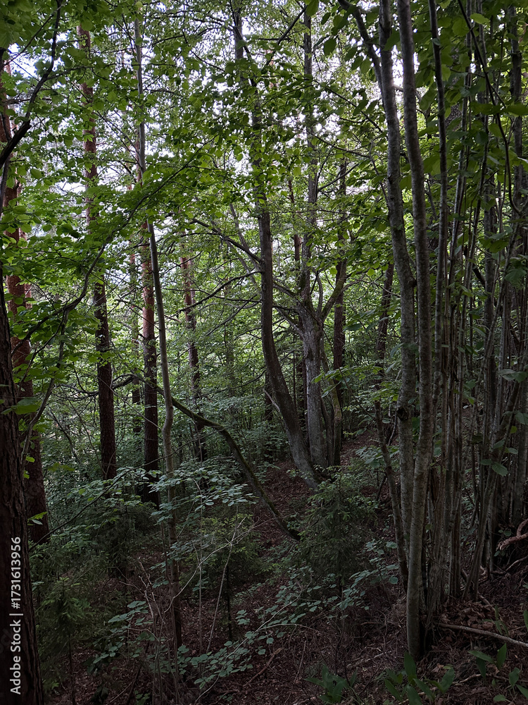 Fototapeta premium Natural landscape with scary forest trunks.