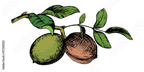 A branch of walnuts. Vector illustration done using color engraving technique. An ingredient for nut butter, oil, and liqueur. Suitable for packaging design. Line drawing with ink.