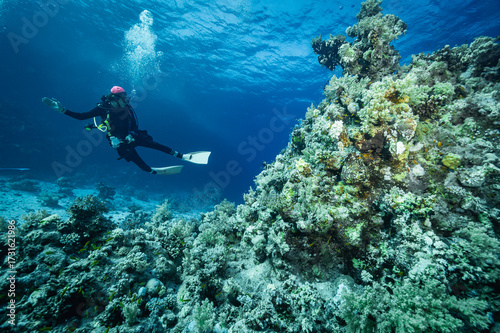 Wallpaper Mural diver exploring the crystal clear water of the Red Sea in Egypt Torontodigital.ca