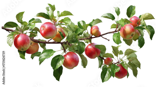 apple tree branch with apples and green foliage top view isolated on a Transparent background, PNG file.