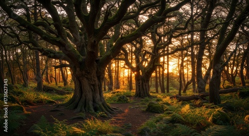 Majestic trees in a sunlit forest with intertwining branches and natural light creating a tranquil scene