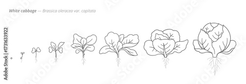 White cabbage growth stages vector illustration. Botanical monochrome black and white hand drawn vector Illustration