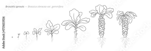 Brussels sprouts growth stages vector diagram. Botanical monochrome black and white hand drawn vector Illustration
