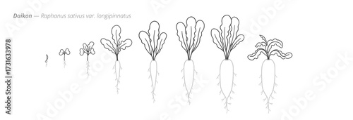Daikon Radish Life Cycle - Botanical monochrome black and white hand drawn vector Illustration