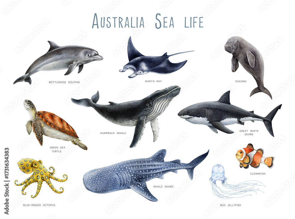 Fototapeta premium Australia sea life animals watercolor illustration set. Hand drawn iconic Australian underwater mammals, fish and reptile. Sea turtle, dugong, humpback whale, dolphin, manta ray on white background