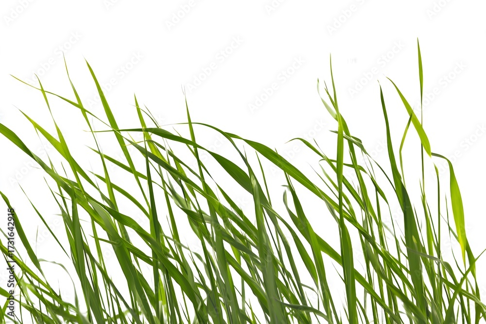 Naklejka premium Lush green grass blades gently sway against a bright white background, creating a sense of freshness and natural beauty, depicting a vibrant, of the plant life. The composition is simple and focused.