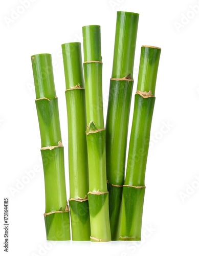 Lush green bamboo stalks, vibrant and healthy, stand closely together against a stark white background