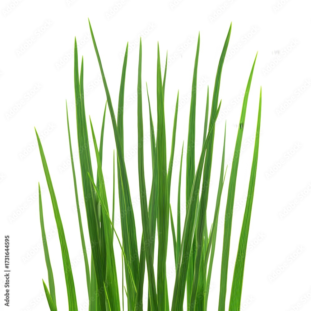 Fototapeta premium Fresh green blades of grass flourish against a crisp white backdrop, creating a vibrant visual, showcasing the intricate textures and details of the natural forms with lush coloration, presenting a...