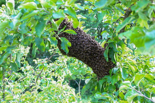 ​A large swarm of bees has formed a dense mass clinging to a thick branch of a fruit tree, surrounded by bright green foliage. This dynamic moment of swarming, a sign of natural colony reproduction, s