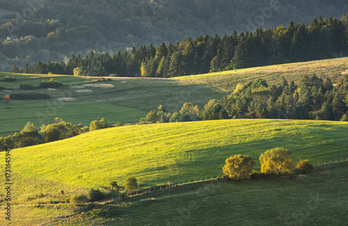 The green hills of the Low Beskids covered with solitary trees and forest at sunrise.
