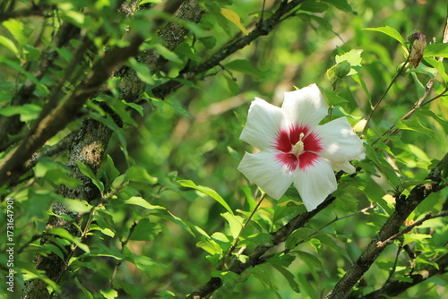 木々の緑の中に咲くムクゲの花