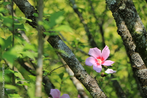 木々の緑の中に咲くムクゲの花