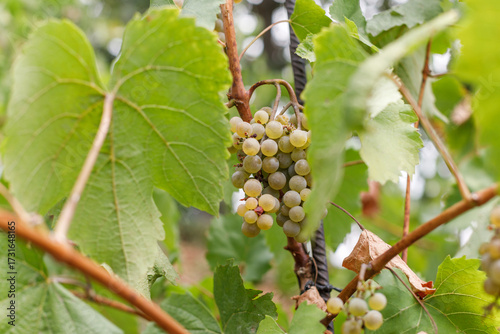 white wine grapes in the vineyards. tasty grapes on brunch