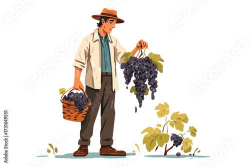 Viticulturist at work harvest isolated