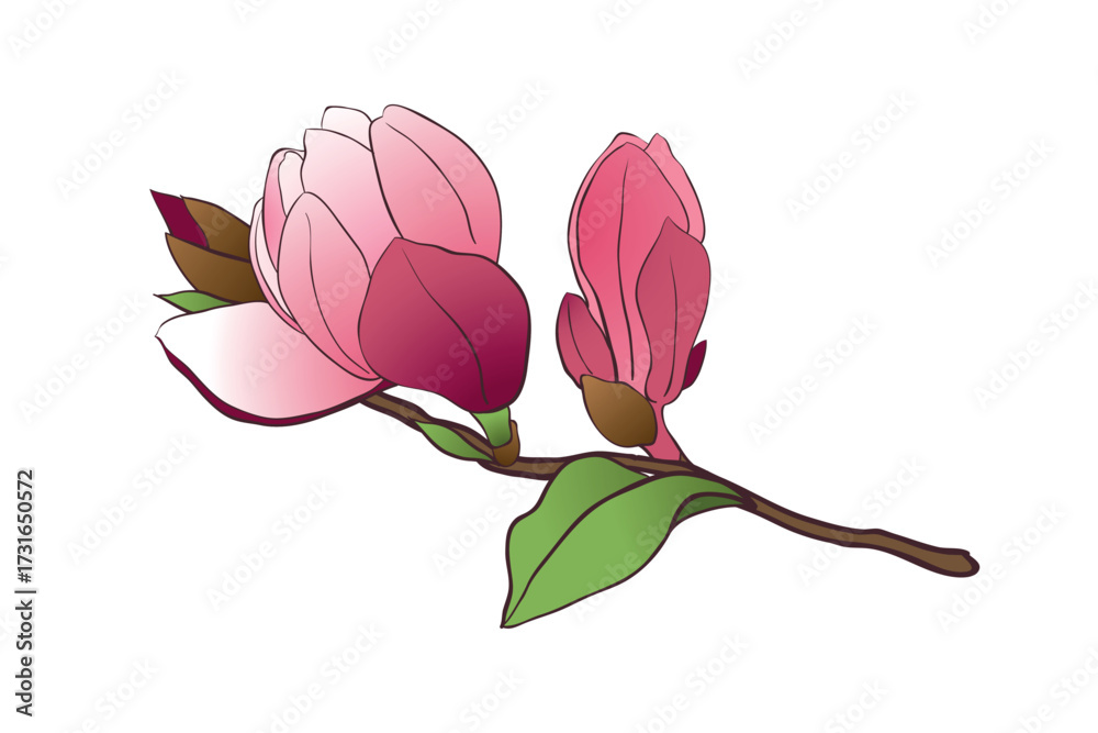 Fototapeta premium Magnolia branch isolated on a white background. Spring pink flowers, buds and leaves. Vector illustration for making wedding invitations, congratulations on international women's day.