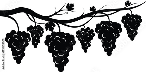 Black silhouette of bunches of grapes hanging from a vine, a vector illustration symbolizing winemaking, vineyard, harvest, food and drink, and natural organic product.