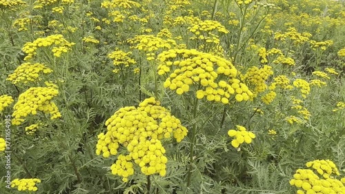 Tansy Tanacetum vulgare with yellow blossoms grows in a summer meadow. Traditional medicinal herb used as an anthelmintic and natural remedy