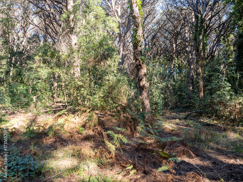 Natural reserve at Villa di Domiziano, Roman imperial villa of the late Republican era at Circeo National Park, Italy