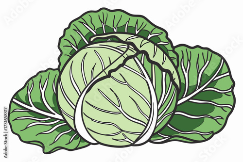 cabbage isolated on white
