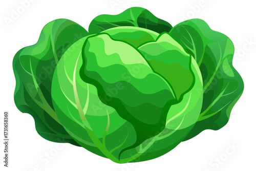 fresh green cabbage