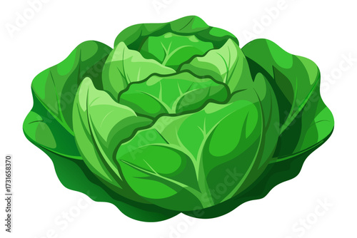 cabbage isolated on white