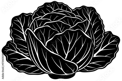 cabbage isolated on white