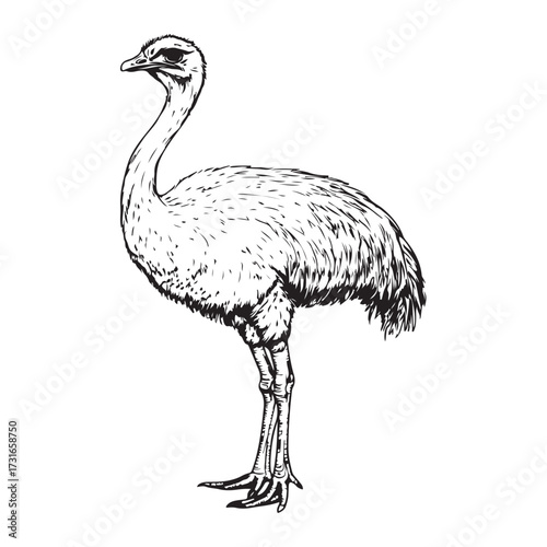 Silhouette of an ostrich standing on a white background, showcasing its long neck and feathered body on transparent background 