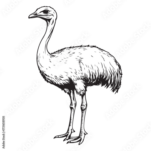 Silhouette of an ostrich standing on a white background, showcasing its long neck and feathered body on transparent background 