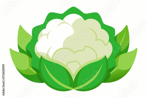vector illustration of a cauliflower 