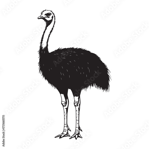 Silhouette of an ostrich standing on a white background, showcasing its long neck and feathered body on transparent background 