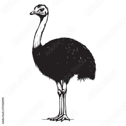 Silhouette of an ostrich standing on a white background, showcasing its long neck and feathered body on transparent background 