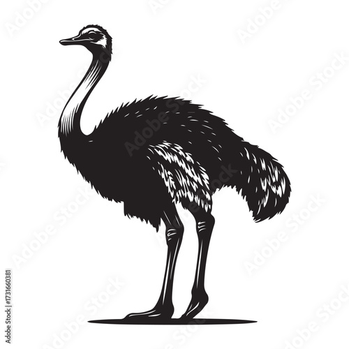 Silhouette of an ostrich standing on a white background, showcasing its long neck and feathered body on transparent background 
