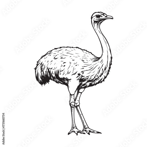 Silhouette of an ostrich standing on a white background, showcasing its long neck and feathered body on transparent background 