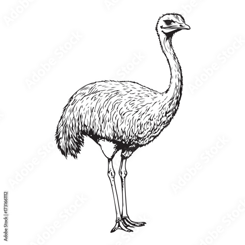 Silhouette of an ostrich standing on a white background, showcasing its long neck and feathered body on transparent background 