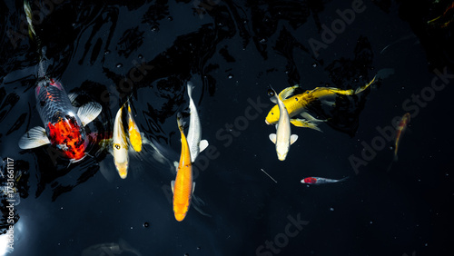 Colorful koi fish swimming gracefully in a dark pond, showcasing their vibrant orange, white, yellow, and red patterns. 