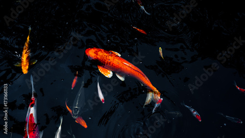 Colorful koi fish swimming gracefully in a dark pond, showcasing their vibrant orange, white, yellow, and red patterns. 