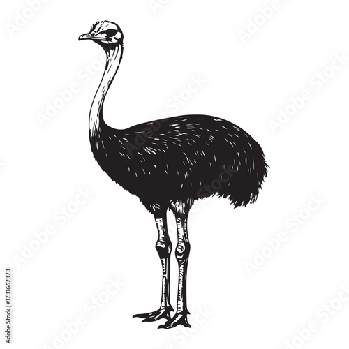 Silhouette of an ostrich standing on a white background, showcasing its long neck and feathered body on transparent background 