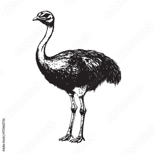 Silhouette of an ostrich standing on a white background, showcasing its long neck and feathered body on transparent background 