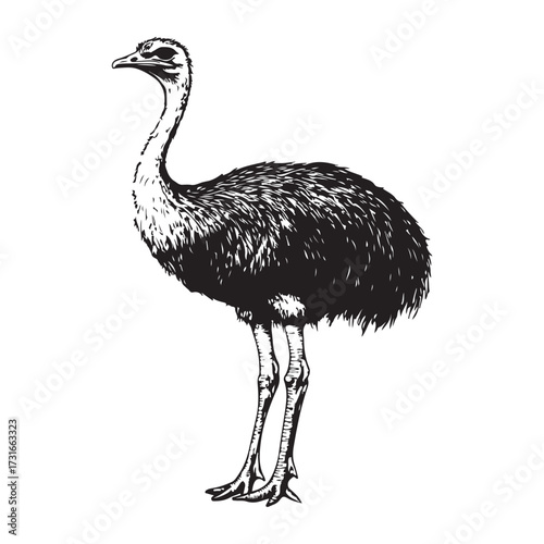 Silhouette of an ostrich standing on a white background, showcasing its long neck and feathered body on transparent background 