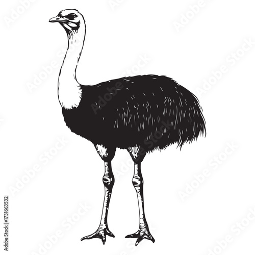 Silhouette of an ostrich standing on a white background, showcasing its long neck and feathered body on transparent background 