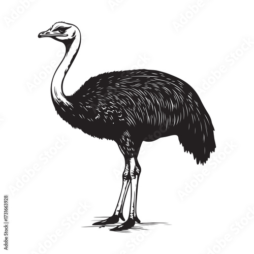 Silhouette of an ostrich standing on a white background, showcasing its long neck and feathered body on transparent background 