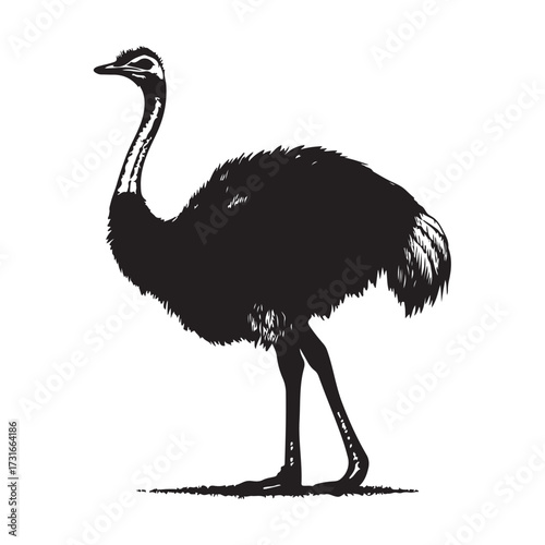 Silhouette of an ostrich standing on a white background, showcasing its long neck and feathered body on transparent background 