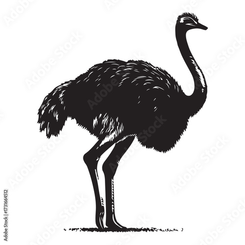 Silhouette of an ostrich standing on a white background, showcasing its long neck and feathered body on transparent background 