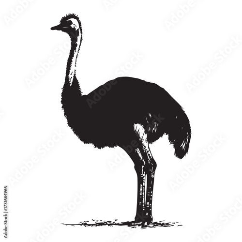 Silhouette of an ostrich standing on a white background, showcasing its long neck and feathered body on transparent background 